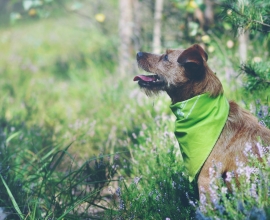 Nabór na intensywny kurs posłuszeństwa – MEGA Pies